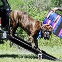Truck Dog Ramp-Telescope 84 - Universal - Black ~ Triple Telescoping 84" Dog Ramp