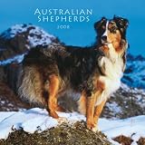 Australian Shepherds 2008 Square Wall Calendar