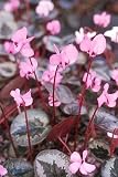 Hardy Coum Cyclamen 15 Seeds - Shade Perennial