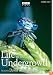 Life in the Undergrowth