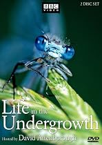 Life in the Undergrowth