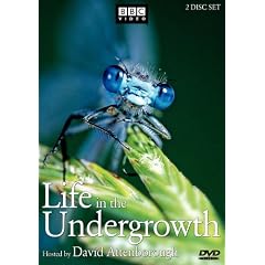 Life in the Undergrowth by 
