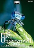 Life in the Undergrowth