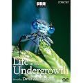 Life in the Undergrowth