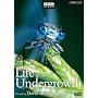 Life in the Undergrowth