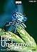 Life in the Undergrowth