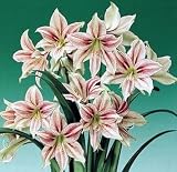 Amaryllis Giraffe