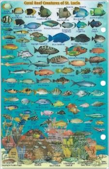 St. Lucia Dive Map &amp; Reef Creatures Guide Franko Maps Laminated Fish Card: Franko Maps Ltd ...