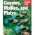 Guppies, Mollies and Platys (Pet Owners Manual)