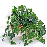 Forever Silk English Ivy in Window Box Basket