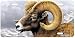 Big Horn Sheep - Wildlife Art Print - License Plate Tag By Hautman Brothers From Airstrike