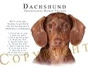 Dachshund TAN "Human Trainer" Mouse Pad Dog Mousepad