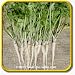 Parsley Seeds - 'Hamburg Rooted' Vegetable Seed Packet (1000 Seeds)