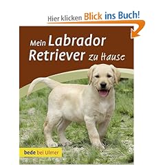 Mein Labrador Retriever zu Hause