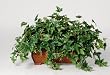 House of Silk Flowers Artificial English Ivy Ledge Plant 33"w x 19"h