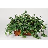 House of Silk Flowers Artificial English Ivy Ledge Plant 33w x 19h by House of Silk Flowers