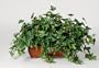 Artificial English Ivy Ledge Plant
