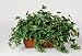 Artificial English Ivy Ledge Plant