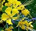 Yellow Bird of Paradise Caesalpinia 10 Seeds