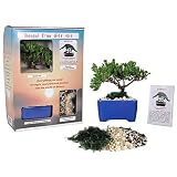 51CLXZ5ZTvL. SL160  Bonsai Tree Gift Kit plus Live Japanese Juniper Tree Reviews