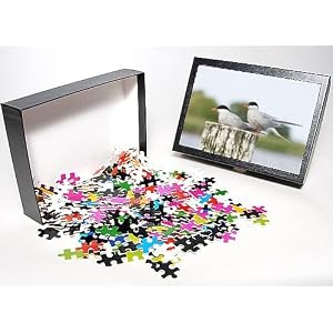 Photo Jigsaw Puzzle of Common Terns - pair sitting on post from Ardea Wildlife Pets Photo Jigsaw Puzzle of Common Terns - pair sitting on post from Ardea Wildlife Pets