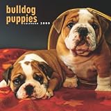 Bulldog Puppies 2009 Wall Calendar 12 X 12