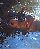 Image de Sichtbare Welt. Katalog zur Ausstellung im Museu d'Art Comtemporari de Barcelona, 15.6. - 11.9.2000