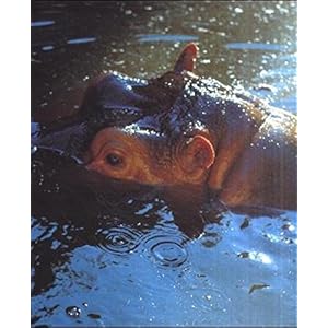 Sichtbare Welt. Katalog zur Ausstellung im Museu d'Art Comtemporari de Barcelona, 15.6. - 11.9.2000
