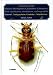 Book A Treatise on the Western Hemisphere Caraboidea (Coleoptera): Their Classification, Distributions, and Ways of Life: Trachypachidae, Carabidae - Nebri
