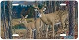 Secret Pond - Deer Wildlife Art Print - License Plate by Randy McGovern from Airstrike