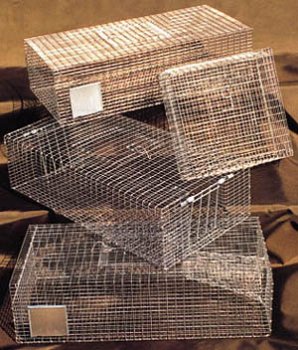 Pigeon Trap