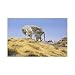Arabian Leopard (LE) Poster Print
