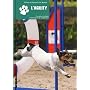 L'Agility : Formation de base et techniques de comp�tition