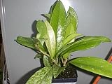 Hoya Silver Pink Vine