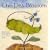 The Pea Blossom