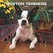 boston terrier - Boston Terriers 2008 Calendar
