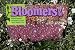 Bloomers Brand Wildflower Seed Mixture