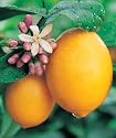 Lemon Tree