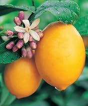 Lemon Tree
