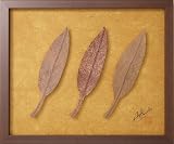 �s�a���A�[�g�t���[���tAGLAONEMA(�A�O���I�l�})/�`�a���߁k�a���̘V�ܐ쓇�l