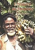 Histoire du Bananier