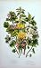 C1870 Anne Pratt Plants Waesel Snout Henbit Nettle Red