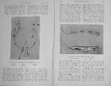 1908 Angling Fishing Dry-Fly Spinners Bait Galway Lough