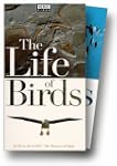 Life of Birds Set