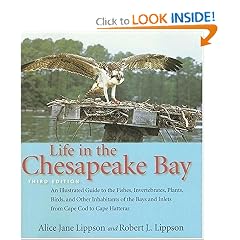 Life in the Chesapeake Bay