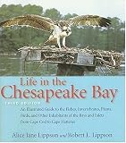 Life in the Chesapeake Bay