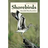 Shorebirds: Beautiful Beachcombers