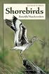 Shorebirds: Beautiful Beachcombers