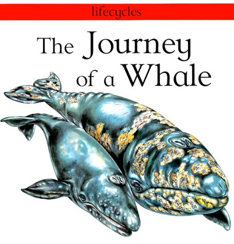 The Journey of a Whale (Lifecycles)