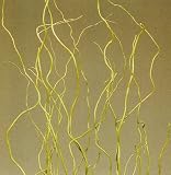 Curly Willow 4 Feet Tall, Package of 12